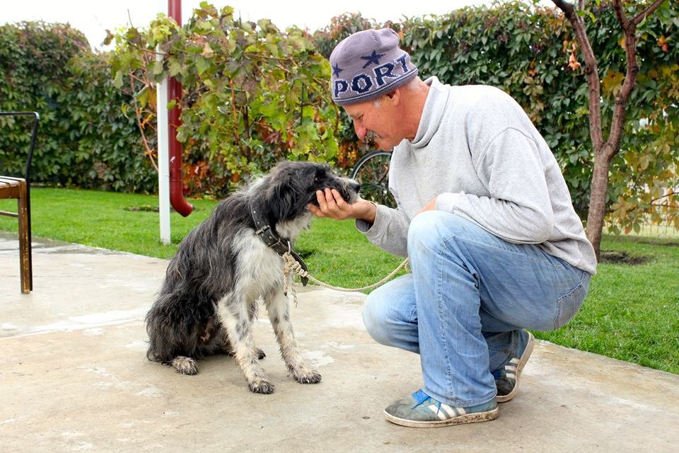 Sterilization of dogs from Romanian poor villages