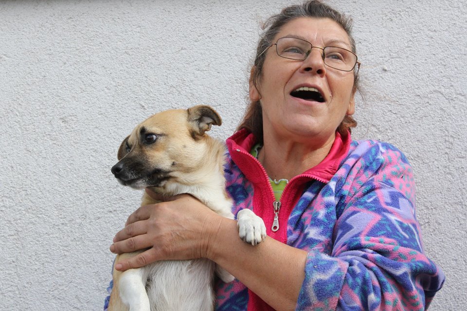 Sterilization of dogs from Romanian poor villages