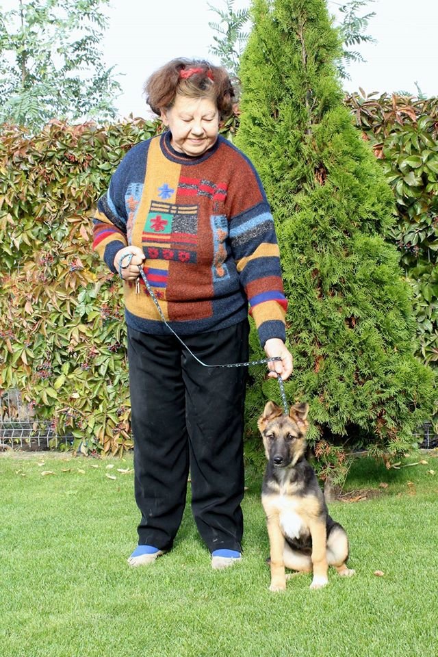 Sterilization of dogs from Romanian poor villages