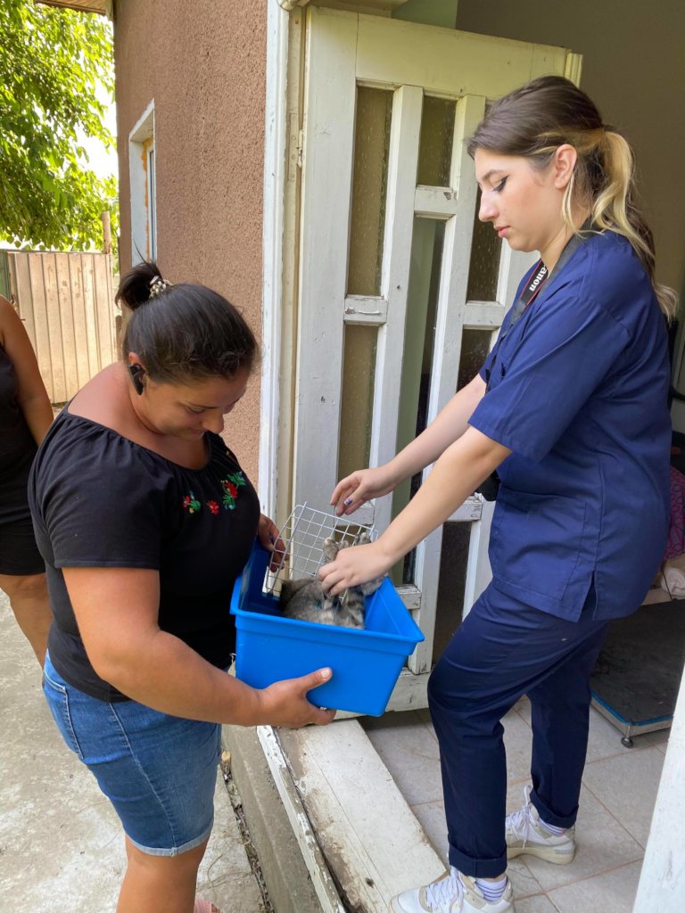 Sterilization of dogs from Romanian poor villages