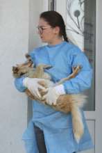 Veterinary student, Maria