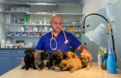 Sterilization of dogs from Romanian poor villages
