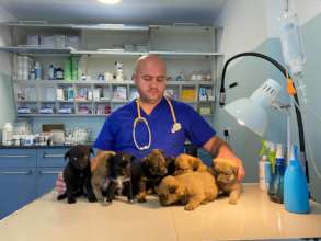 Sterilization of dogs from Romanian poor villages