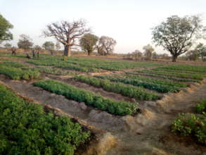 organic vegetable field