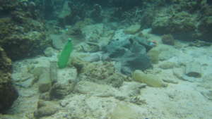 Underwater debris