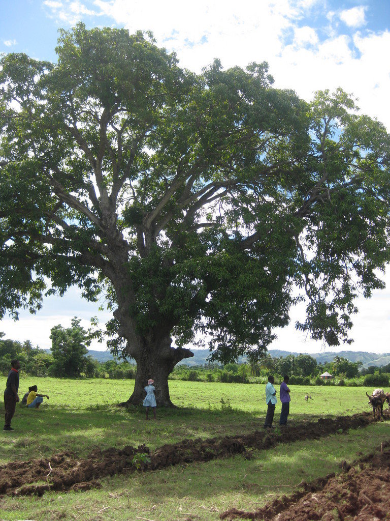 Donate an Ox: Help Improve Crop Productivity