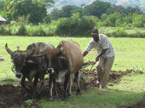 Ox-Plow Service at Work
