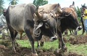 Donate an Ox: Help Improve Crop Productivity