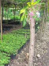 Local Tree Nursery