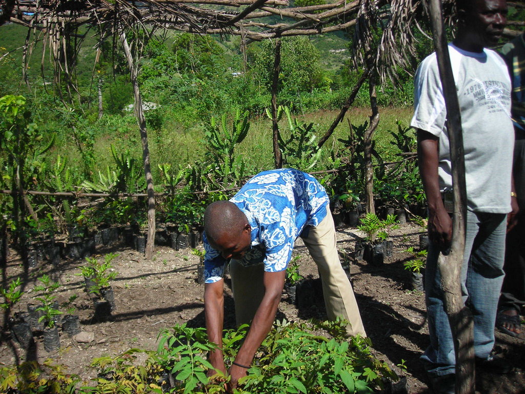 Plant Trees and Strengthen Communities