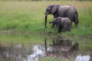 Release Elephant Chamilandu & Calf, Credit GRI