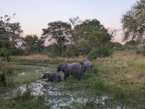 Release Herd - Game Rangers International