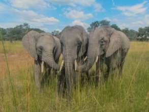 Tafika, Batoka & Chamilandu. Credit Andrew White