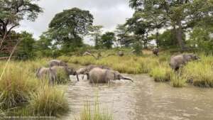 Orphan Elephant Herd - Game Rangers International
