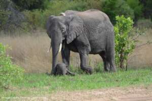 Chamilandu and calf Lula