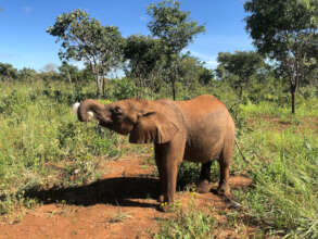 Ndewa the Elephant: Credit  -GRI