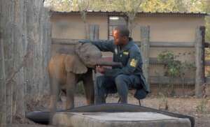 Wamwayi - Image Credit Game Rangers International