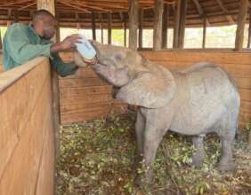 Ndewa - Game Rangers International