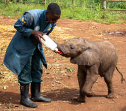 Orphan Mataya - Game Rangers International