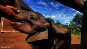 Lumezi: Game Rangers International