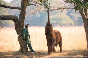 Orphan Elephant and Keeper - Credit Andrew White