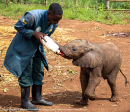 Young orphan elephant drinking lifesaving milk