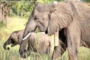Chamilandu released orphan with wild born calf