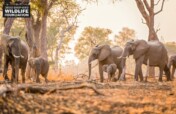 Protecting Elephants
