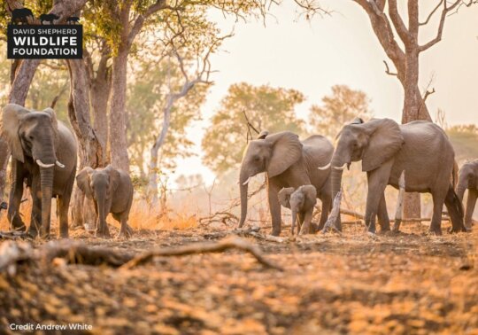 Protecting Elephants