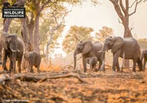 Protecting Elephants