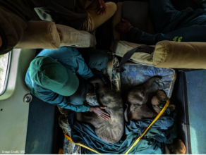 Lumezi and Kasungu: Game Rangers International