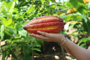 Cacao harvest in Peru (December 2023)