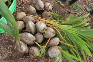 Coconuts ready for planting in Peru (2022)