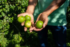 Limon trees producing fruit in Loreto, Peru