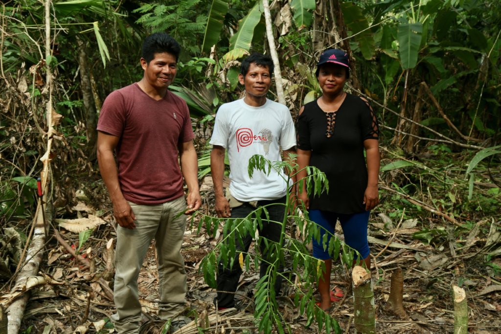 Agroforestry & fruit trees for Amazonian families