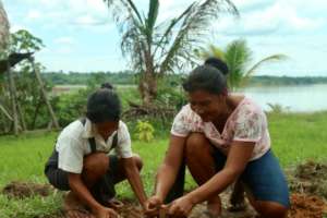 Agroforestry & fruit trees for Amazonian families