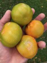 Mandarin harvest from a Hawai'i schoolyard orchard