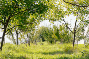 Year-old orchard in MN expanded in 2025