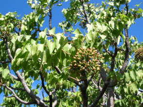 A beautiful mature ohe tree