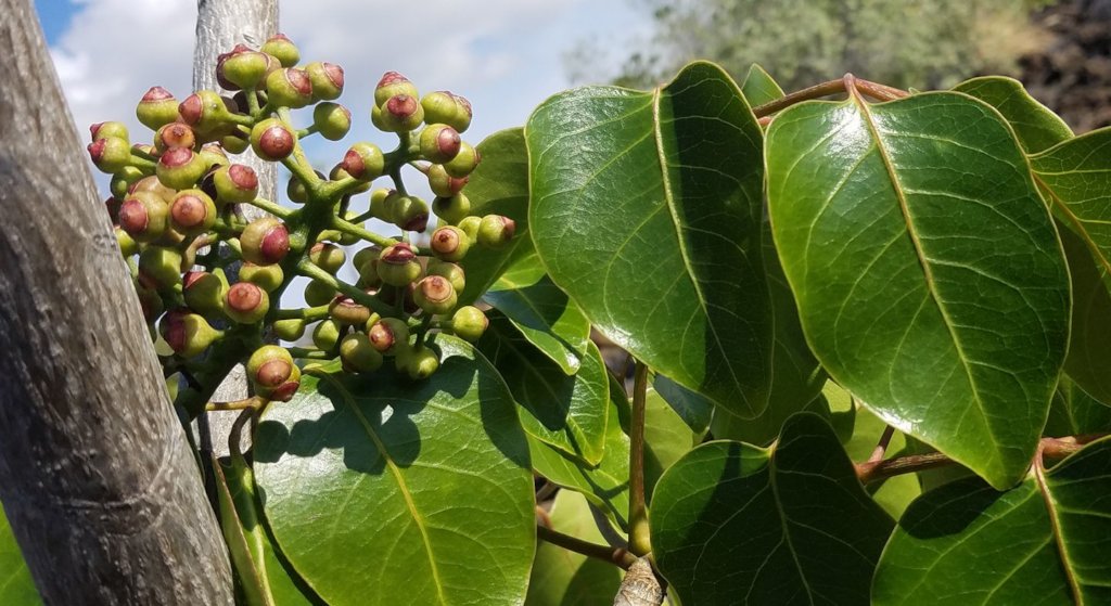 Donate to Fruit Tree Planting Foundation