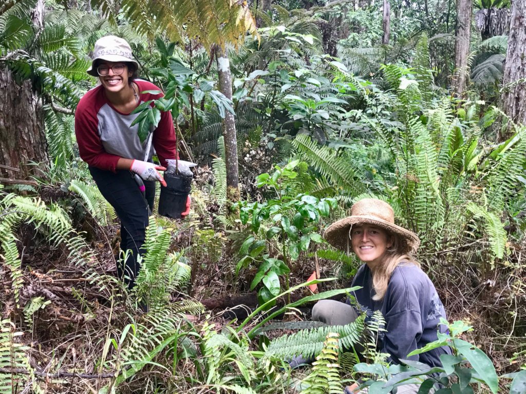 Planting native trees to save Hawaiian forests