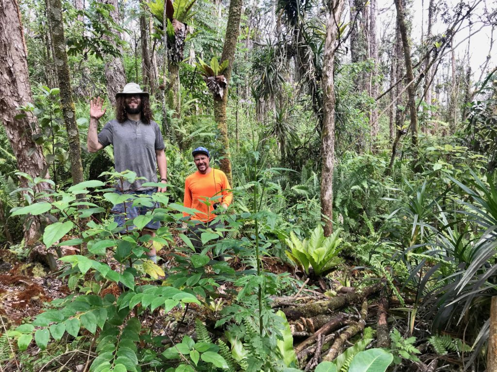Planting native trees to save Hawaiian forests