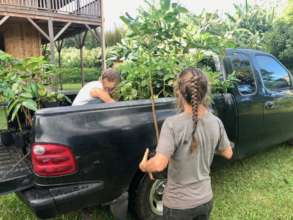 Loading native trees to be transported to forest