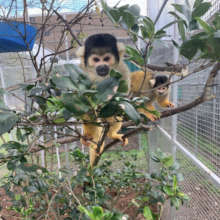 Michael & Ringo playing in the trees!