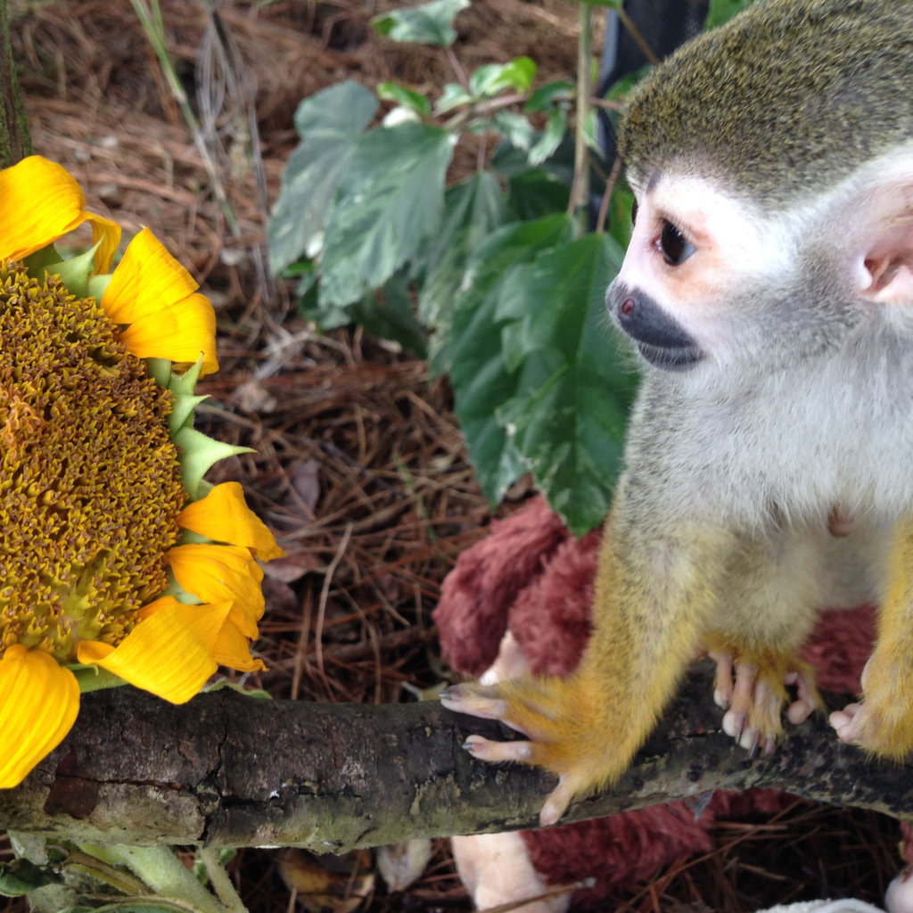 Fruit Trees for Monkeys Released from Research