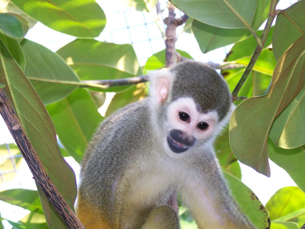Fruit Trees for Monkeys Released from Research