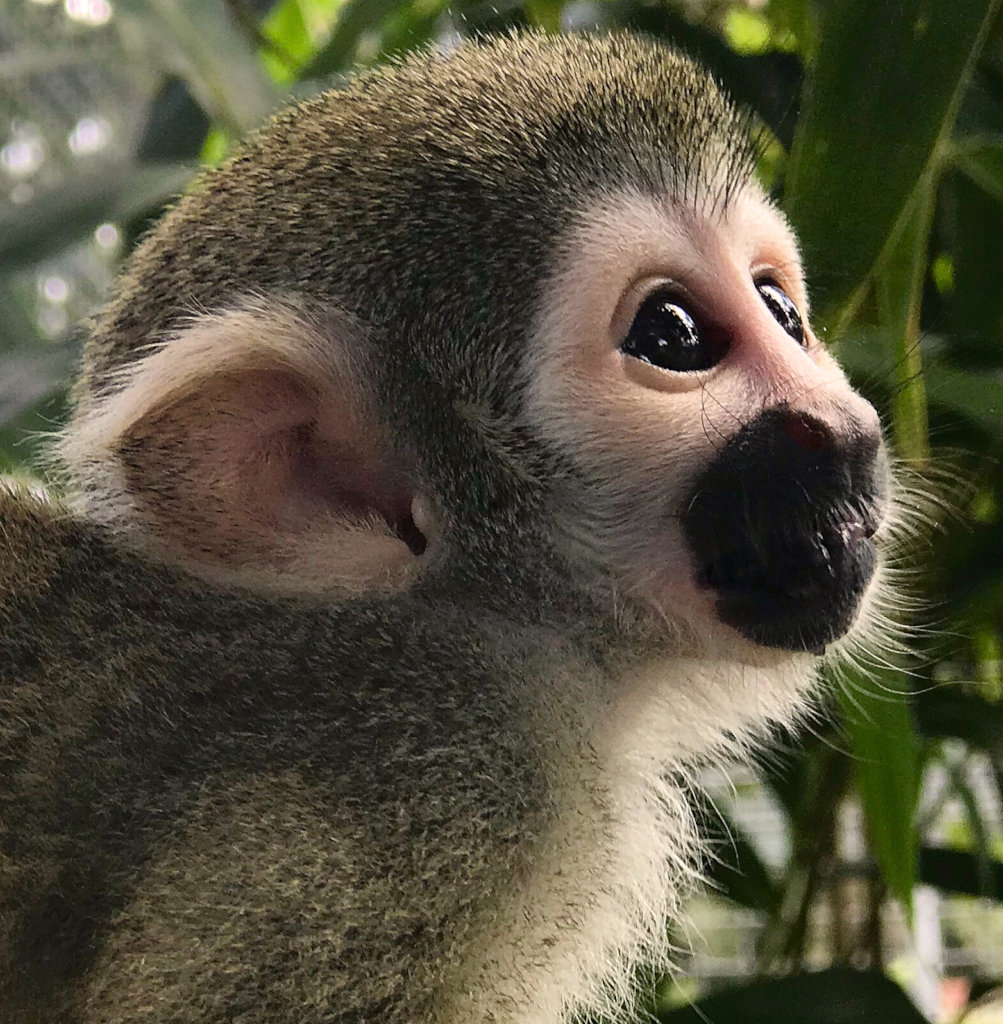 Fruit Trees for Monkeys Released from Research