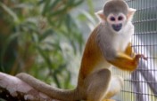 Fruit Trees for Monkeys Released from Research