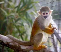 Fruit Trees for Monkeys Released from Research