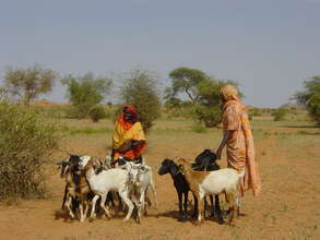 A goat loan arrives in the village